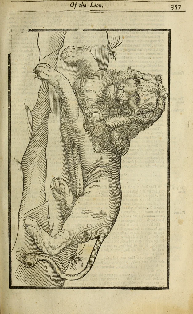 An illustration from The history of four-footed beasts and serpents., 1658, leaf 372