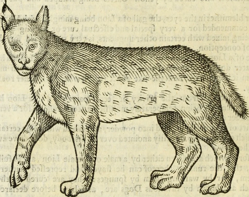 An illustration from The history of four-footed beasts and serpents., 1658, leaf 395