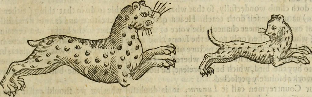 An illustration from The history of four-footed beasts and serpents., 1658, leaf 396