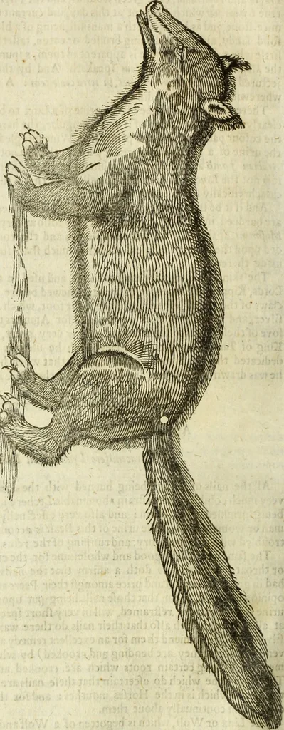 An illustration from The history of four-footed beasts and serpents., 1658, leaf 401