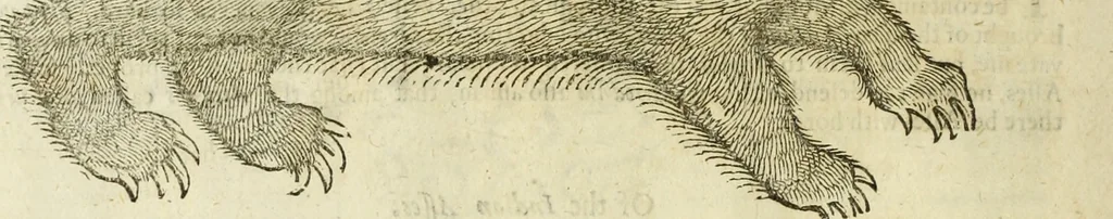 An illustration from The history of four-footed beasts and serpents., 1658, leaf 41