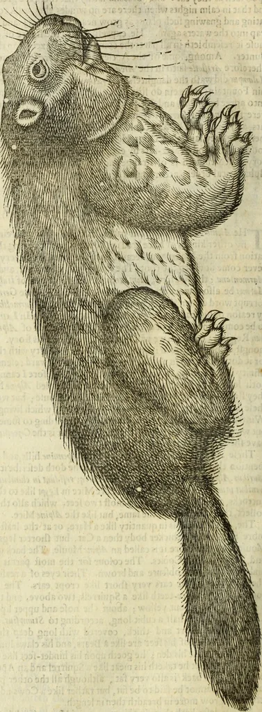 An illustration from The history of four-footed beasts and serpents., 1658, leaf 421
