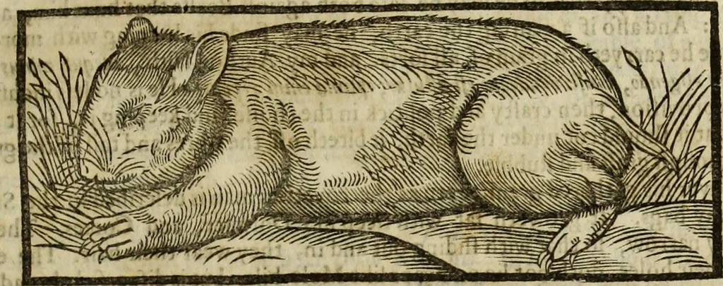 An illustration from The history of four-footed beasts and serpents., 1658, leaf 426