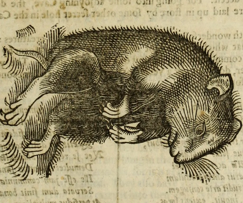 An illustration from The history of four-footed beasts and serpents., 1658, leaf 426