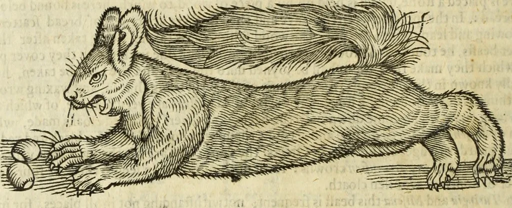 An illustration from The history of four-footed beasts and serpents., 1658, leaf 429
