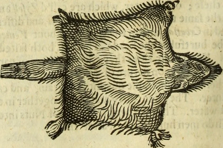 An illustration from The history of four-footed beasts and serpents., 1658, leaf 429