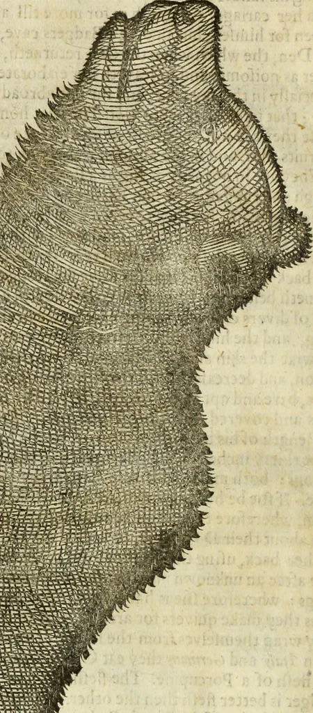 An illustration from The history of four-footed beasts and serpents., 1658, leaf 43