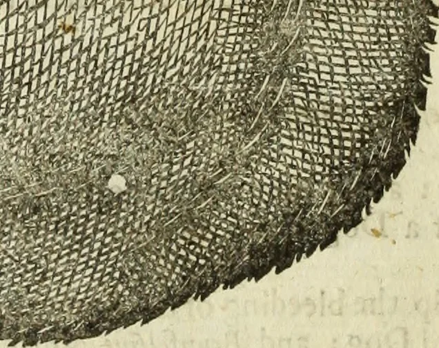 An illustration from The history of four-footed beasts and serpents., 1658, leaf 43