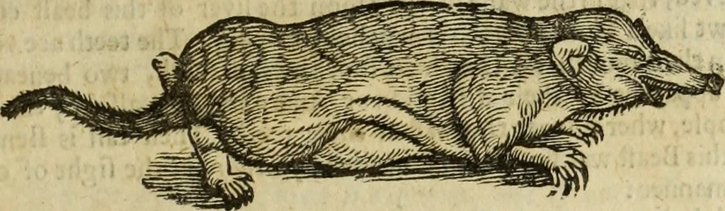 An illustration from The history of four-footed beasts and serpents., 1658, leaf 430