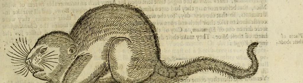 An illustration from The history of four-footed beasts and serpents., 1658, leaf 436