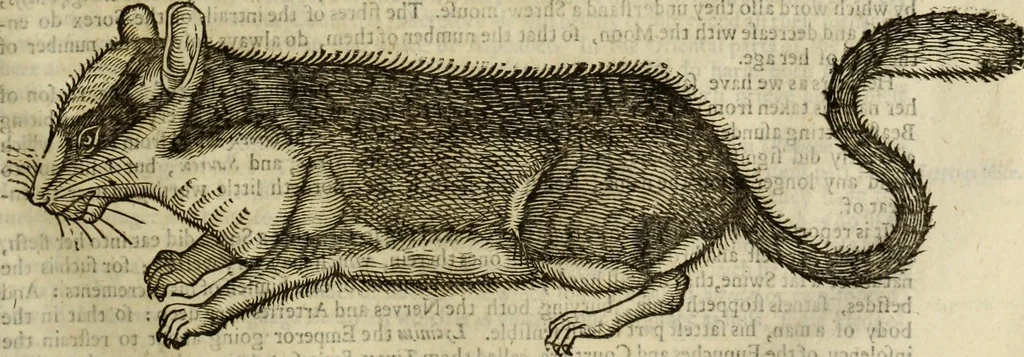 An illustration from The history of four-footed beasts and serpents., 1658, leaf 438