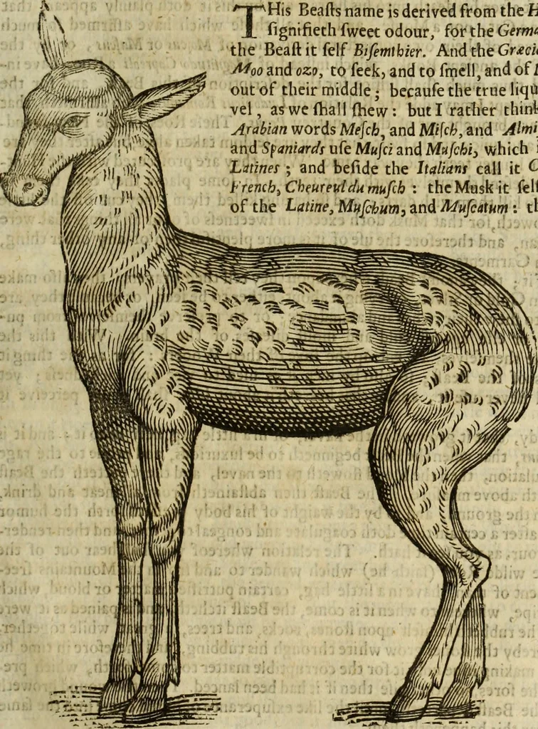 An illustration from The history of four-footed beasts and serpents., 1658, leaf 442