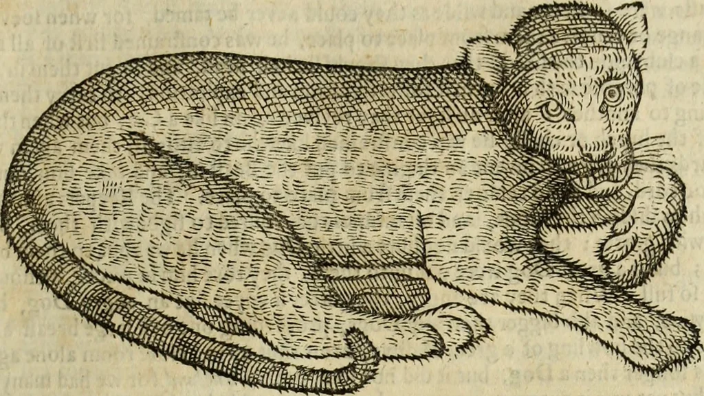 An illustration from The history of four-footed beasts and serpents., 1658, leaf 456