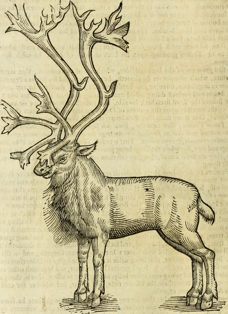 An illustration from The history of four-footed beasts and serpents., 1658, leaf 473