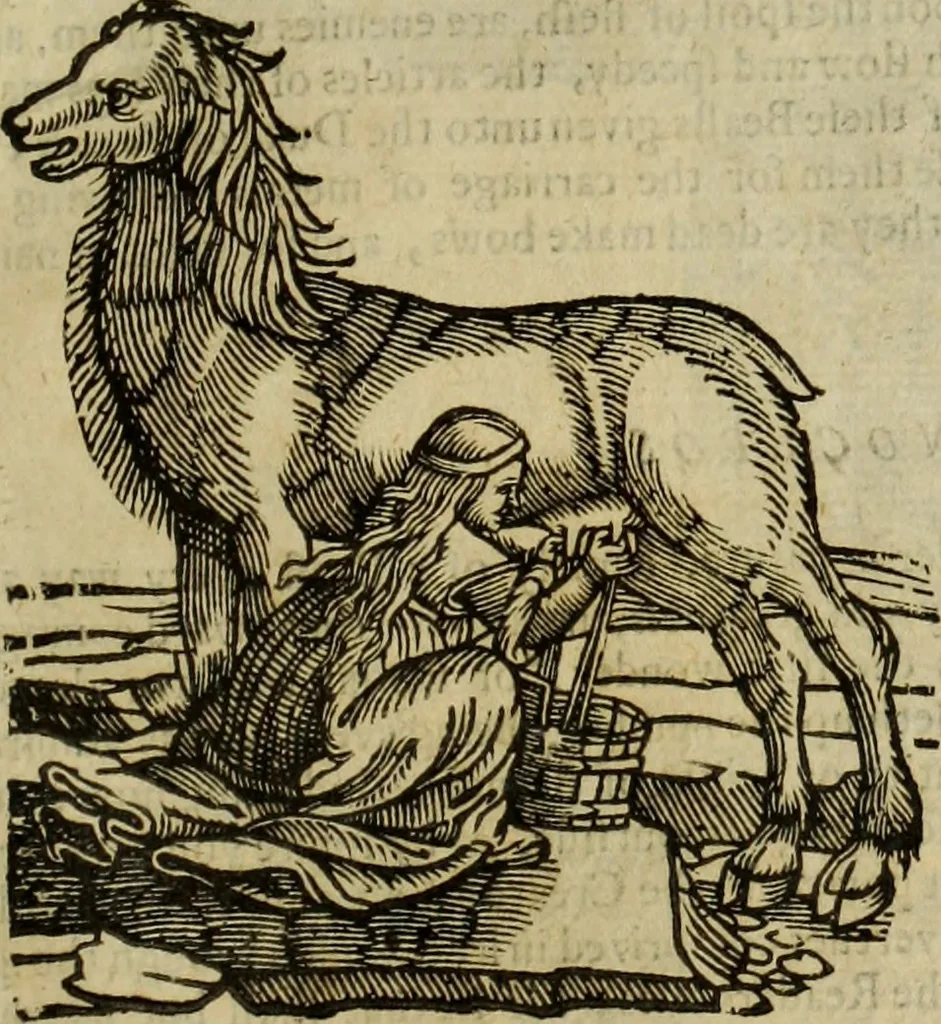 An illustration from The history of four-footed beasts and serpents., 1658, leaf 474
