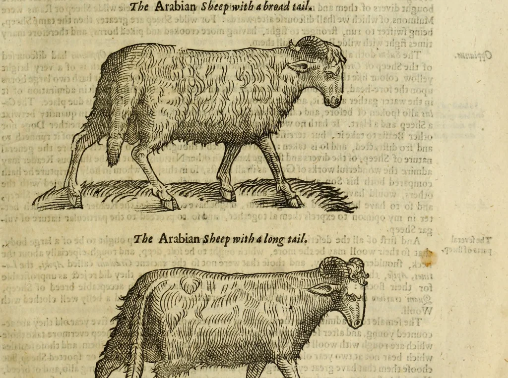 An illustration from The history of four-footed beasts and serpents., 1658, leaf 480