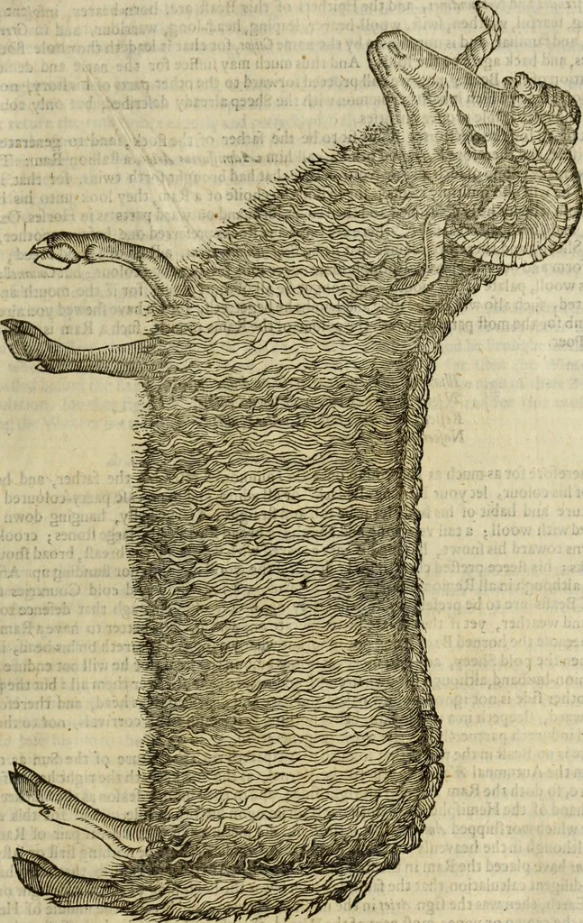 An illustration from The history of four-footed beasts and serpents., 1658, leaf 504