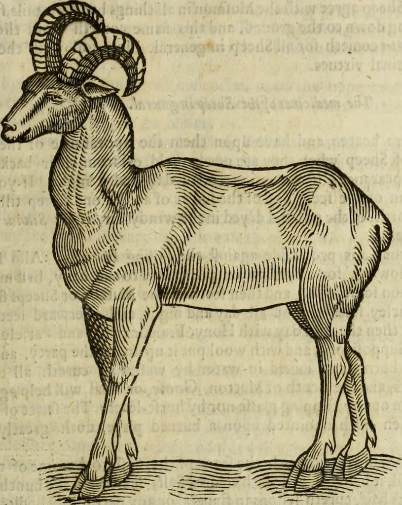 An illustration from The history of four-footed beasts and serpents., 1658, leaf 512