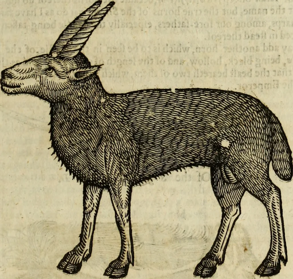 An illustration from The history of four-footed beasts and serpents., 1658, leaf 522