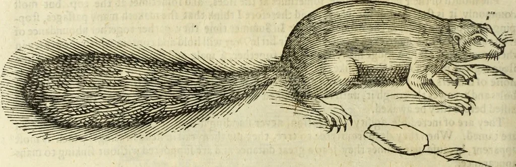 An illustration from The history of four-footed beasts and serpents., 1658, leaf 525