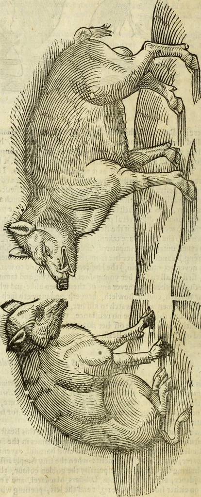 An illustration from The history of four-footed beasts and serpents., 1658, leaf 527
