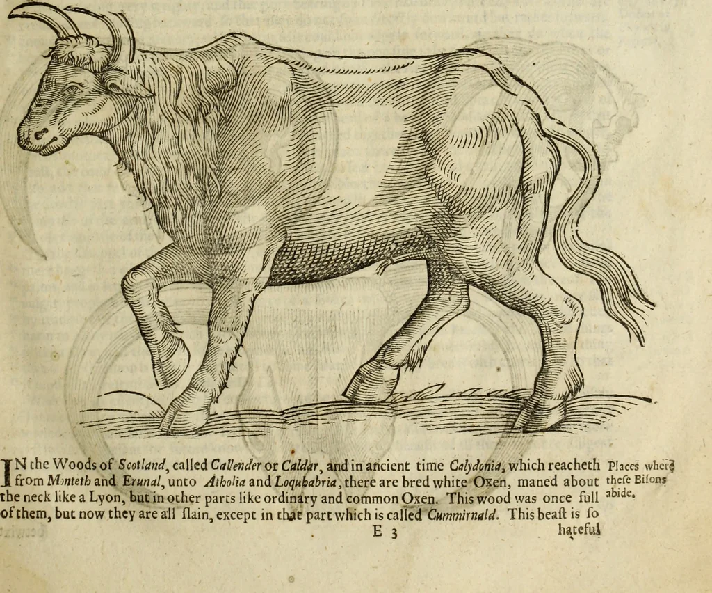 An illustration from The history of four-footed beasts and serpents., 1658, leaf 56