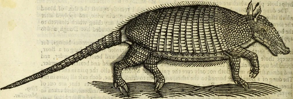 An illustration from The history of four-footed beasts and serpents., 1658, leaf 561