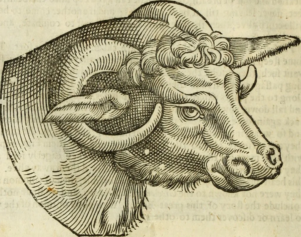 An illustration from The history of four-footed beasts and serpents., 1658, leaf 57