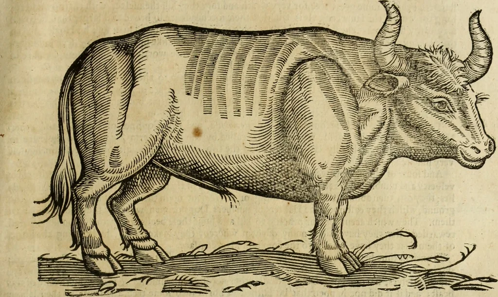 An illustration from The history of four-footed beasts and serpents., 1658, leaf 574