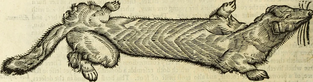 An illustration from The history of four-footed beasts and serpents., 1658, leaf 577