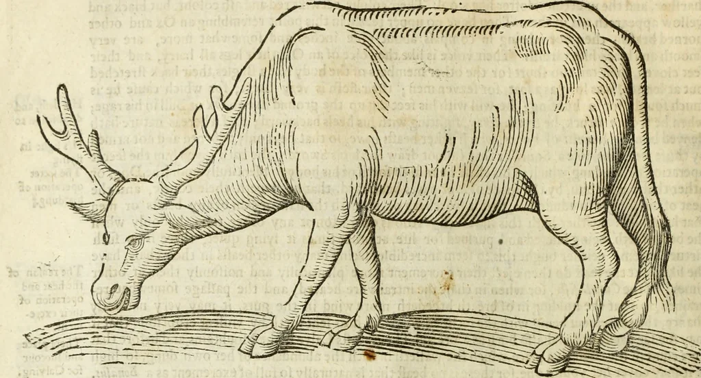 An illustration from The history of four-footed beasts and serpents., 1658, leaf 59