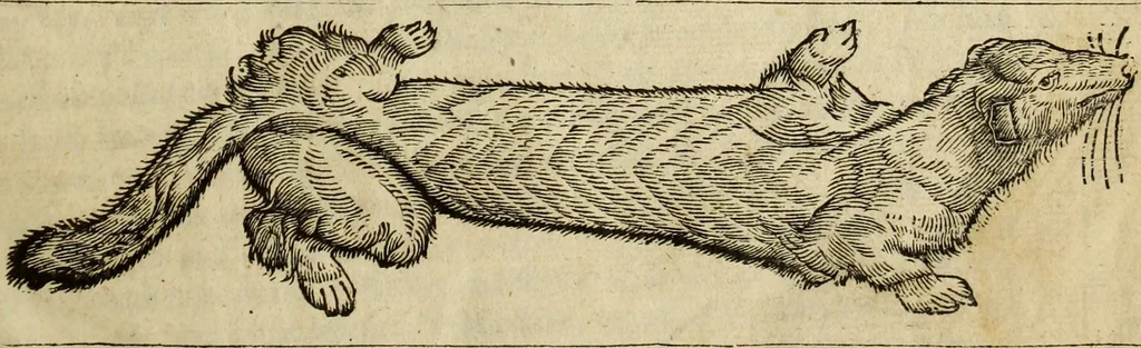 An illustration from The history of four-footed beasts and serpents., 1658, leaf 6