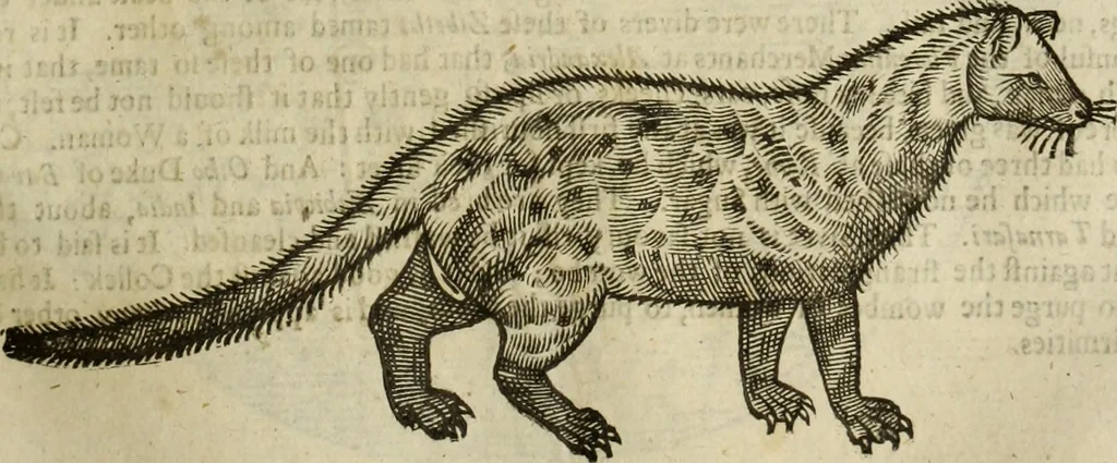 An illustration from The history of four-footed beasts and serpents., 1658, leaf 600