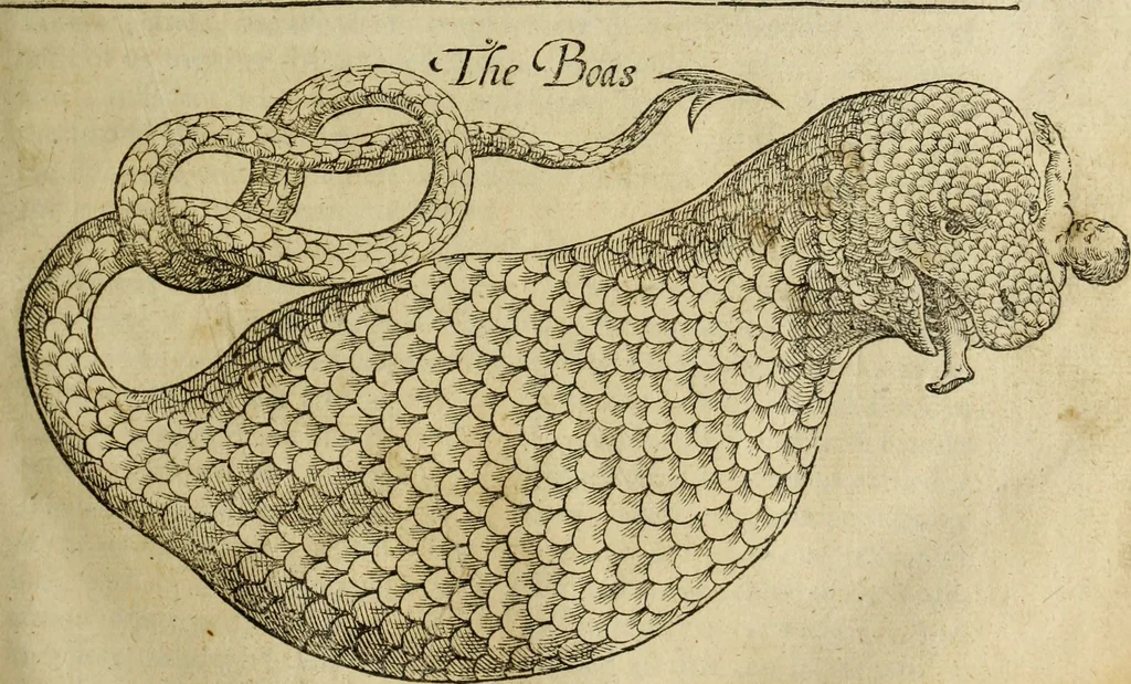 An illustration from The history of four-footed beasts and serpents., 1658, leaf 602