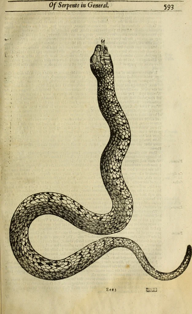 An illustration from The history of four-footed beasts and serpents., 1658, leaf 608