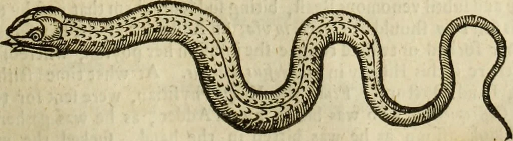 An illustration from The history of four-footed beasts and serpents., 1658, leaf 642