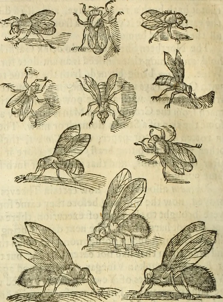 An illustration from The history of four-footed beasts and serpents., 1658, leaf 653