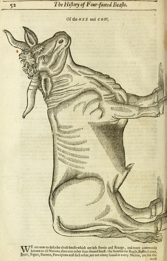 An illustration from The history of four-footed beasts and serpents., 1658, leaf 67