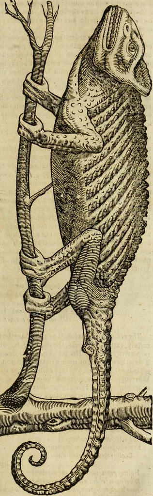 An illustration from The history of four-footed beasts and serpents., 1658, leaf 688