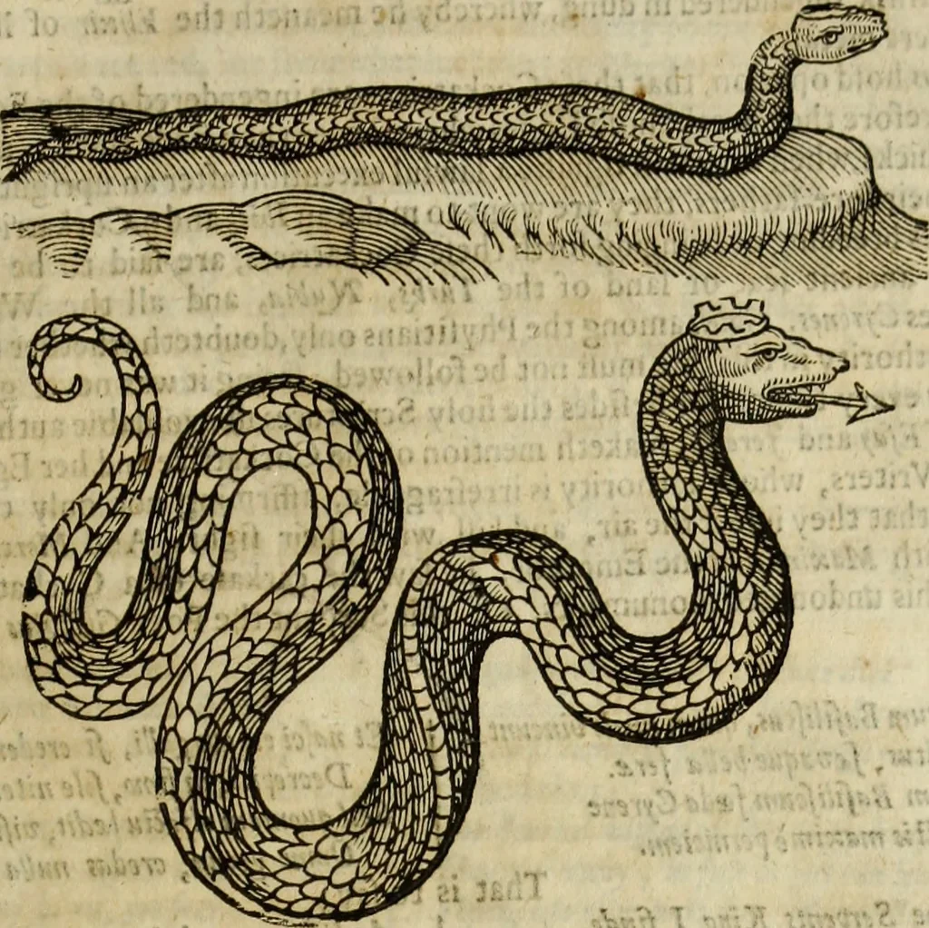An illustration from The history of four-footed beasts and serpents., 1658, leaf 692