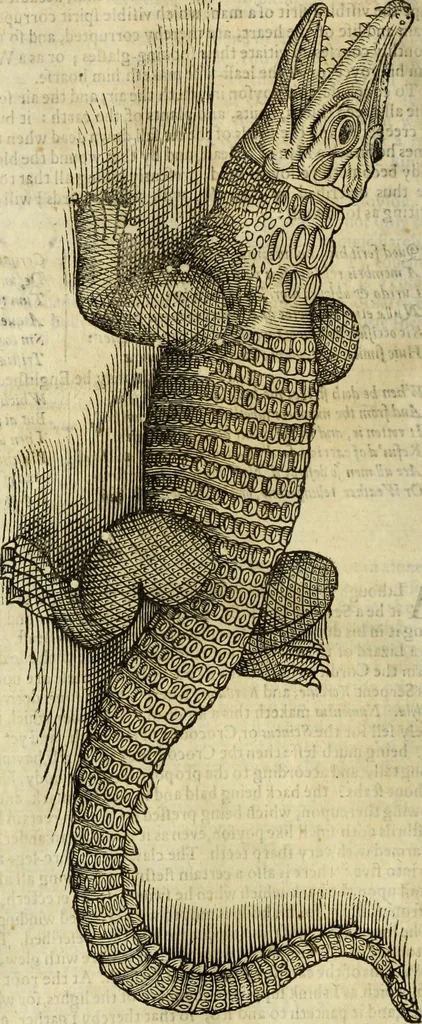 An illustration from The history of four-footed beasts and serpents., 1658, leaf 697