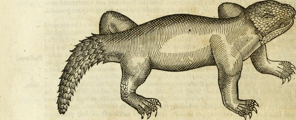 An illustration from The history of four-footed beasts and serpents., 1658, leaf 707