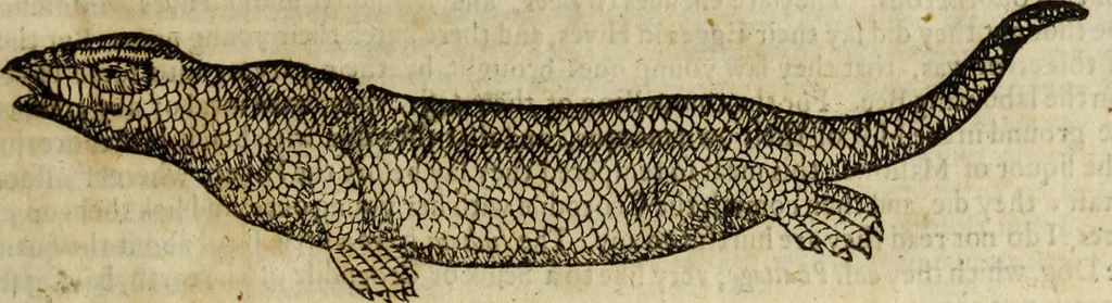 An illustration from The history of four-footed beasts and serpents., 1658, leaf 708
