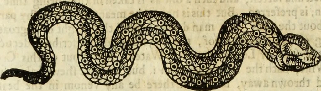 An illustration from The history of four-footed beasts and serpents., 1658, leaf 711