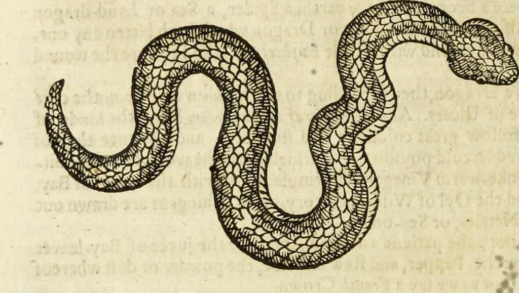 An illustration from The history of four-footed beasts and serpents., 1658, leaf 731