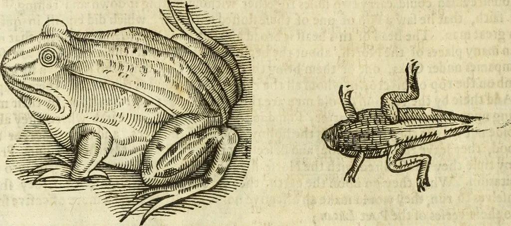 An illustration from The history of four-footed beasts and serpents., 1658, leaf 733
