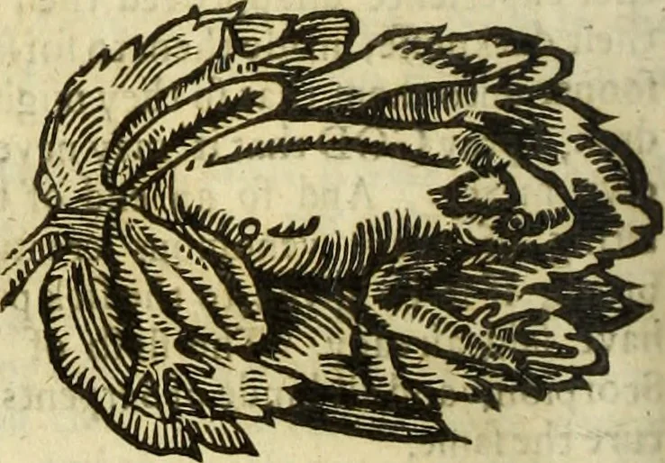 An illustration from The history of four-footed beasts and serpents., 1658, leaf 739