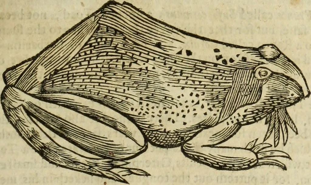 An illustration from The history of four-footed beasts and serpents., 1658, leaf 740
