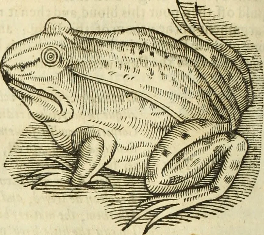 An illustration from The history of four-footed beasts and serpents., 1658, leaf 741