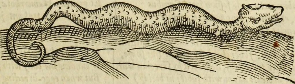 An illustration from The history of four-footed beasts and serpents., 1658, leaf 746